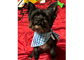 Chattanooga Pet Grooming Aqua Dog Grooming