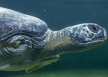 Long Beach Places To See Aquarium of the Pacific