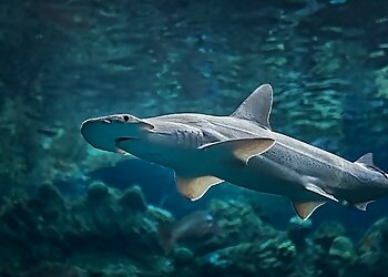 Long Beach Places To See Aquarium of the Pacific