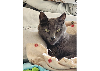 San Mateo Veterinary Clinics Aragon Veterinary Clinic Inc