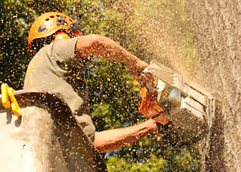 Paterson Tree Services Arbor Ace Tree Service LLC