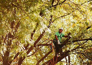 Omaha Tree Services Arbor Aesthetics Tree Service