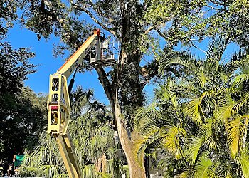 Tampa Tree Services Arbor Bay, Inc