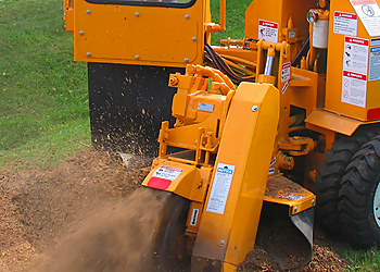 Tempe Tree Services Arbor Care