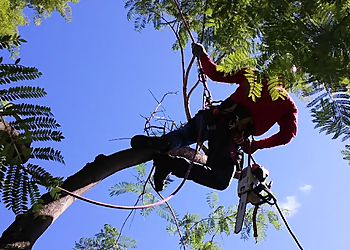 Tempe Tree Services Arbor Care