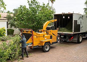 Mesa Tree Services ArborCraft Tree Service