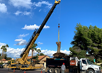 Mesa Tree Services ArborCraft Tree Service