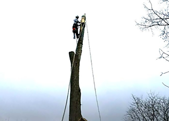 Billings Tree Services Arbor Elite Tree Company