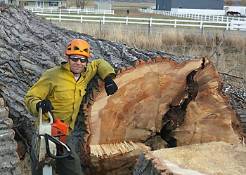 Billings Tree Services Arbor Elite Tree Company