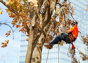 Oklahoma City Tree Services Arbor Masters of Oklahoma City