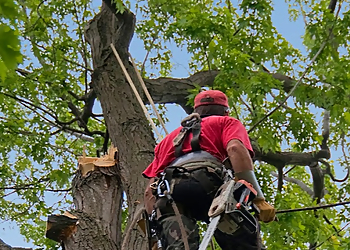 Lakewood Tree Services Arbor Pro Tree Experts Co. Inc.