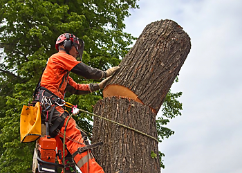 Lakewood Tree Services Arbor Pro Tree Experts Co. Inc.