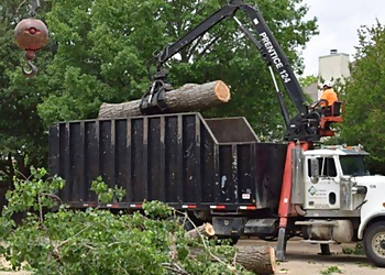 Arbor Pro Tree Experts Co. Inc. Lakewood Tree Services image 1