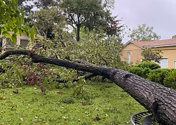 Montgomery Tree Services Arbor Pro Tree Service Company