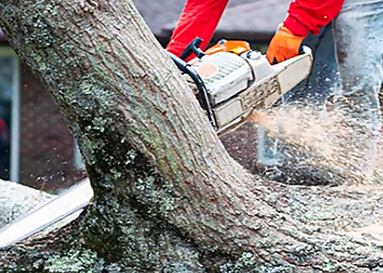 Hayward Tree Services ArborTech Inc