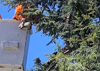 Hayward Tree Services ArborTech Inc