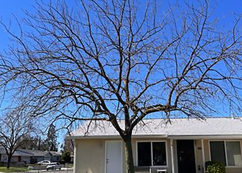 Elk Grove Tree Services Arbor Tech Services