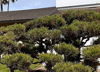 Elk Grove Tree Services Arbor Tech Services