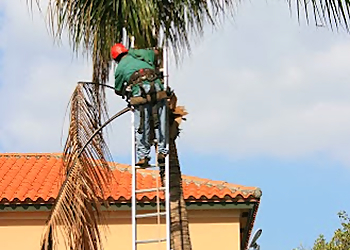 Hialeah Tree Services Arborcare, Inc