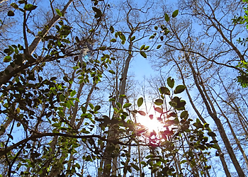 Hialeah Tree Services Arborcare, Inc