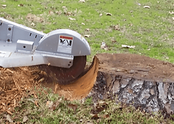 Irvine Tree Services Arboreal Tree Trimming Irvine