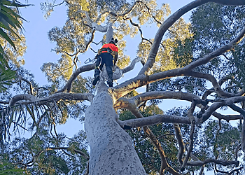 Arboreal Tree Trimming Irvine Irvine Tree Services image 1