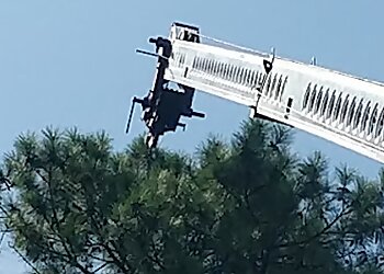 Raleigh Tree Services Arborex Tree Services