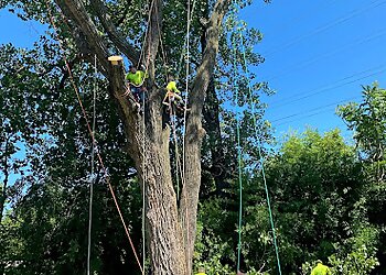 Frisco Tree Services Arboriculture Services
