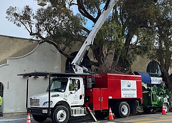 San Francisco Tree Services Arborist Now