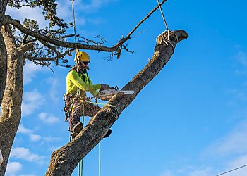 San Francisco Tree Services Arborist Now