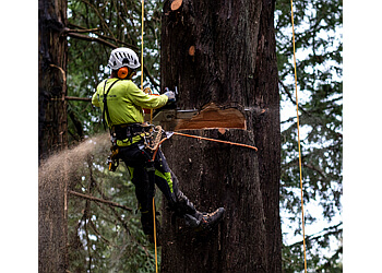 Arborist Now San Francisco Tree Services