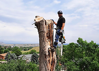 Amarillo Tree Services Arborlogical - SavATree