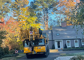 Springfield Tree Services Arbormax Tree Care, LLC