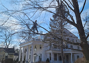 Springfield Tree Services Arbormax Tree Care, LLC