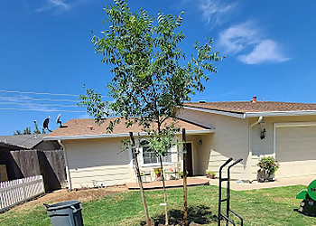 Modesto Tree Services Arborn Tree Care