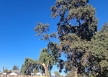 Modesto Tree Services Arborn Tree Care