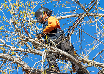 Thornton Tree Services Arbortec Tree Service