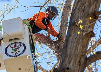 Thornton Tree Services Arbortec Tree Service