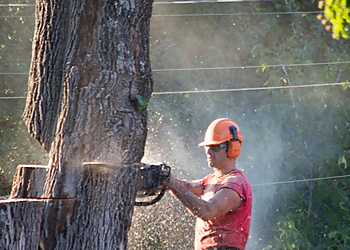 Hartford Tree Services Arbortech Tree Inc.