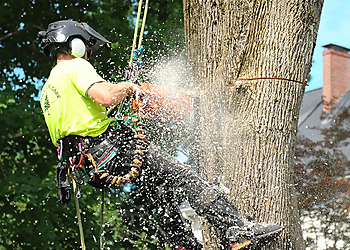 Boston Tree Services Arborway Tree Care