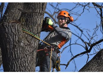 Arborwise Tree Care Rochester Tree Services