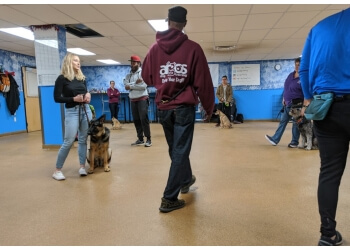Boston dog training Argos Dog Training
