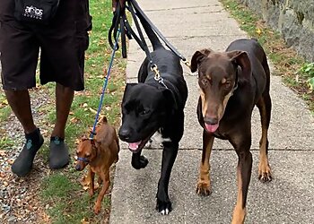 Boston Dog Training Argos Dog Training