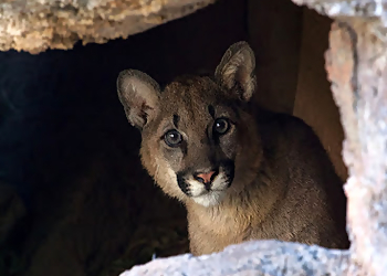 Tucson Places To See Arizona-Sonora Desert Museum