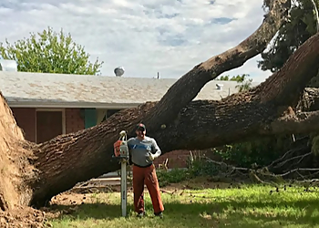 Scottsdale Tree Services Arizona Tree Trimming & Removal