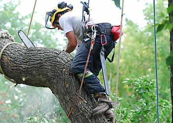 Scottsdale Tree Services Arizona Tree Trimming & Removal