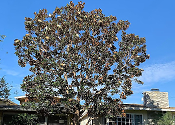 Costa Mesa Tree Services Arkadia