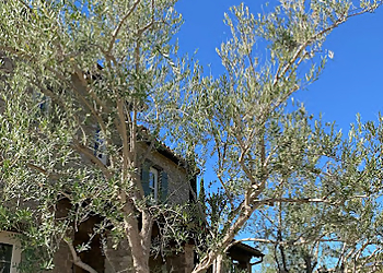 Arkadia Costa Mesa Tree Services image 1