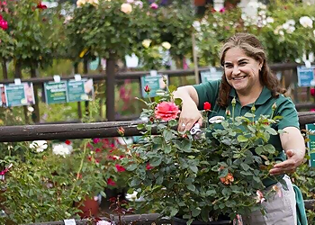 Newport Beach Landscaping Companies Armstrong Garden Centers