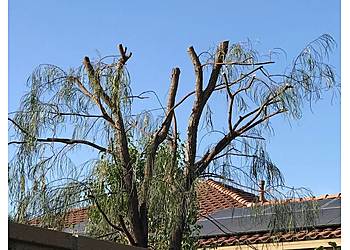 Murrieta Tree Services Armstrong Tree Service